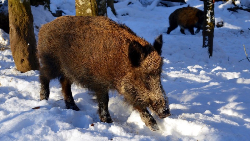 Wildschweine haben einen besseren Geruchssinn als Rehe