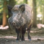 Wildschweine haben schlechtes Sehvermögen
