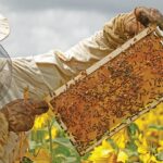 Bienenstockwerkzeuge