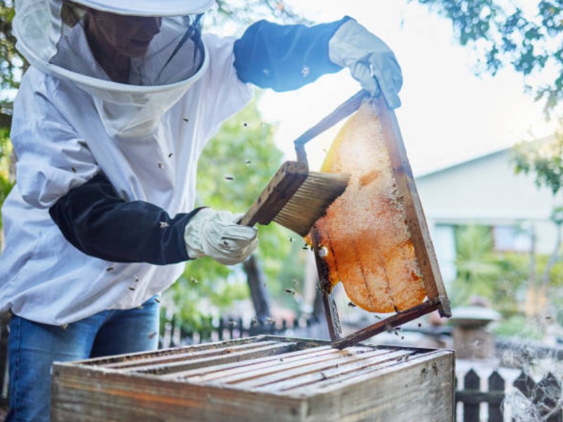 die wichtigsten Teile des Bienenstockwerkzeugs 