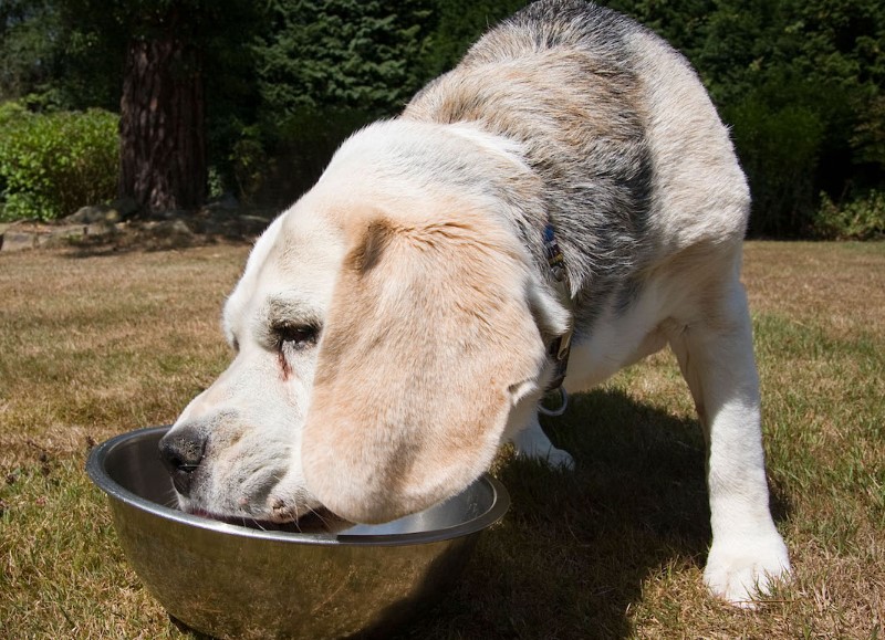 Hundefutter für ältere Hunde