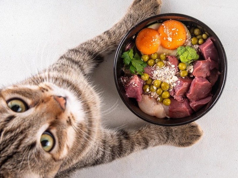 Katzenfutter rohes Futter für Katzen